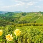 Die Weinberge des Piemont