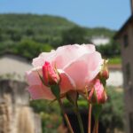 Rose im Veneto