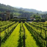 Weinstöcke vor einer Villa im Veneto